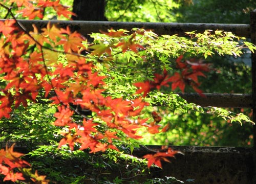 紅葉