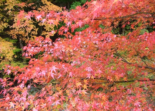 紅葉