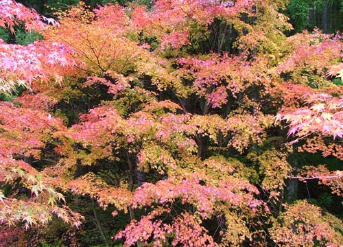 紅葉
