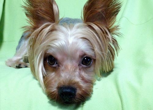 ヨークシャテリア